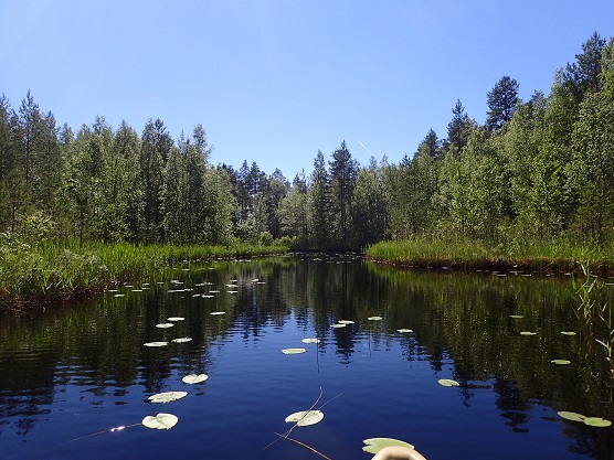 Metsäjärvi_humi-hanke_556px